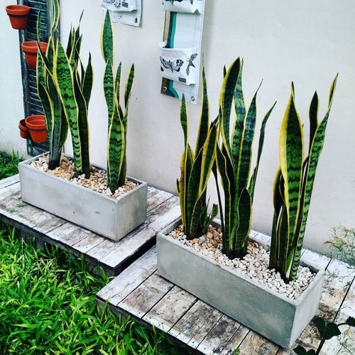 Plantas Cola De Tigre