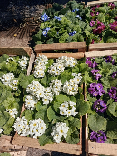 Primulas Cajon X 10 Variedad De Colores Excelentes! Variedad De Colores