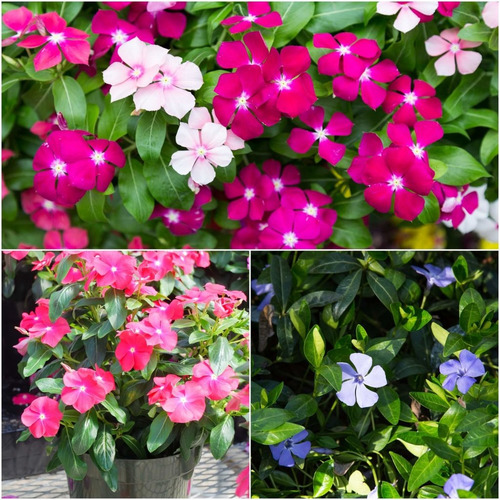 60 Sementes De Vinca Madagascar Espécie Exótica