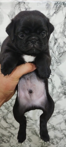 Pug Macho Black 