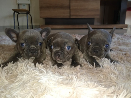 Imagem 2 de 2 de Buldogue Francês