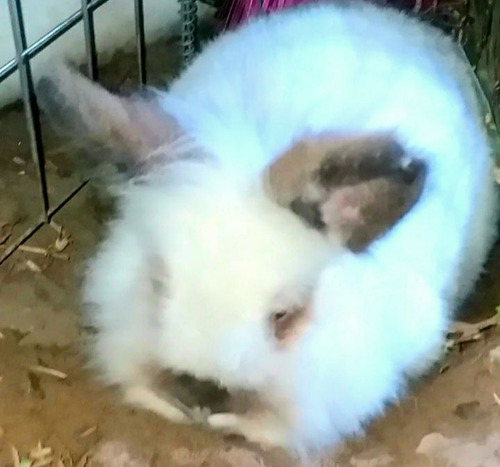 Imagem 2 de 5 de Coelhos De Diversas Raças