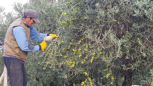Aceitunas Griegas Yancanelo Bidón 1 Kg X 2 U