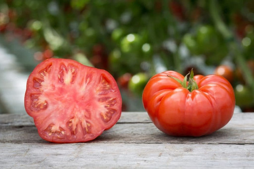 100 Semillas Orgánicas De Tomate Platense
