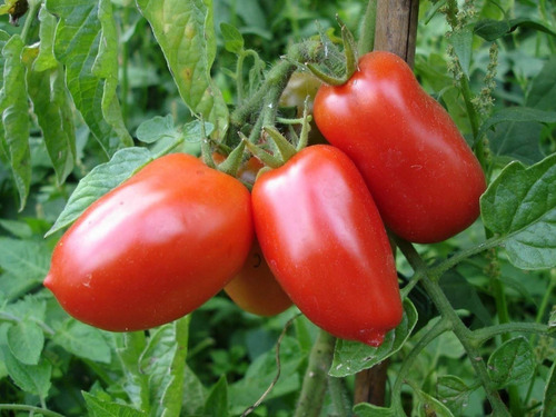 25 Semillas De Tomate San Marzano
