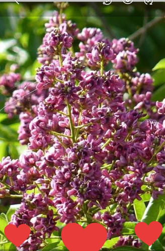 Andira Inermis Macayo Flor Rosa No Semilla Envío Gratis!!