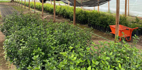 Laurentinos Cerco Vivo Somos Productores