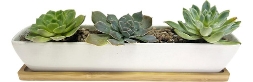 Maceta Rectangular Cerámica Blanca 27.4 Cm Para Suculentas Y