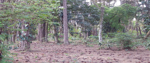 Imagem 4 de 5 de Terreno À Venda, 10500 M² Por R$ 3.000.000,00 - Jardim Colibri - Cotia/sp - Te4648