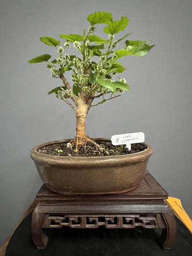 Bonsai Mora Morus N4 12años En Maceta Ceramica Esmaltada
