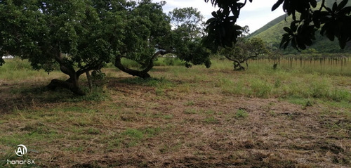 Imagen 24 de 24 de Se Vende Finca En Guayabita Turmero Estado Aragua/yessika Berrios 04249155109