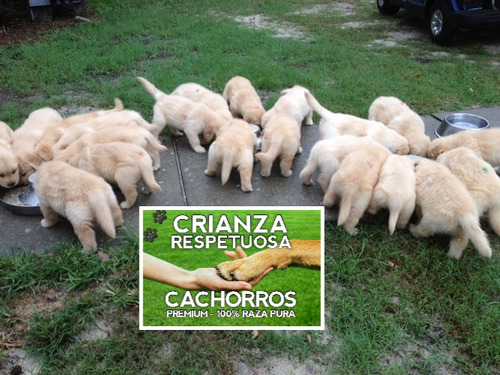 Cachorros Golden Retriever 100% Puros Con Libreta