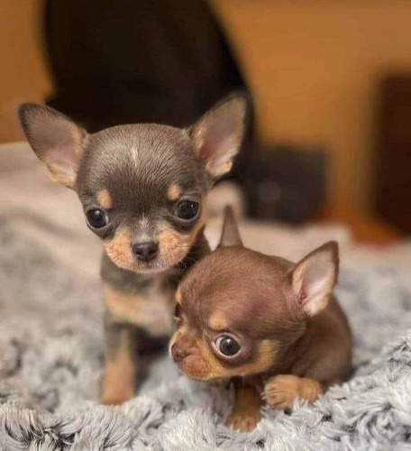Chihuahua 34 Negro