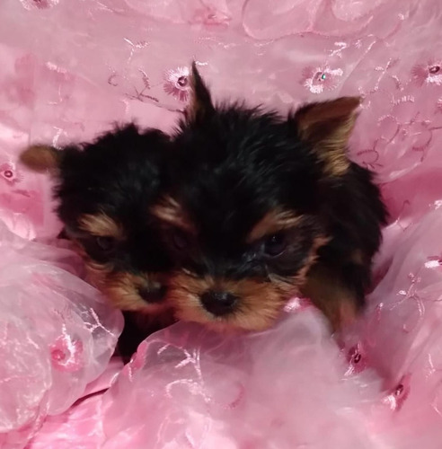 Yorkshire Terrier Hembritas Negro Y Fuego