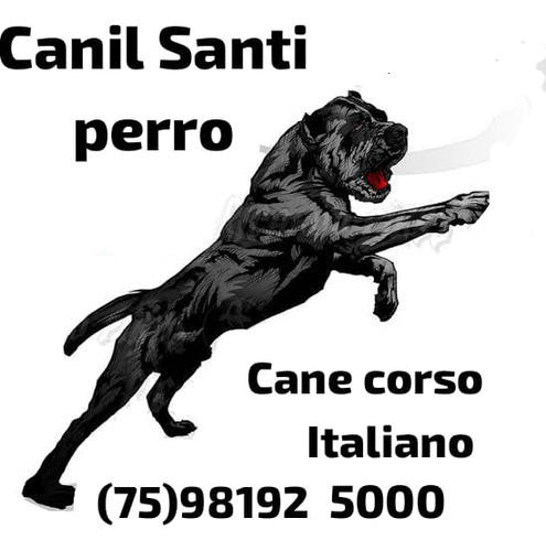 Cane Corso Reserva De Filhotes 