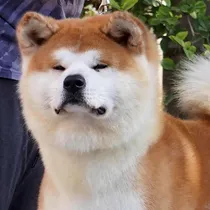 Comprar Akita Inu Inscritos Y Legales