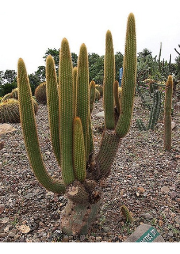 20 Semillas De Cactus Columnar + Instructivo