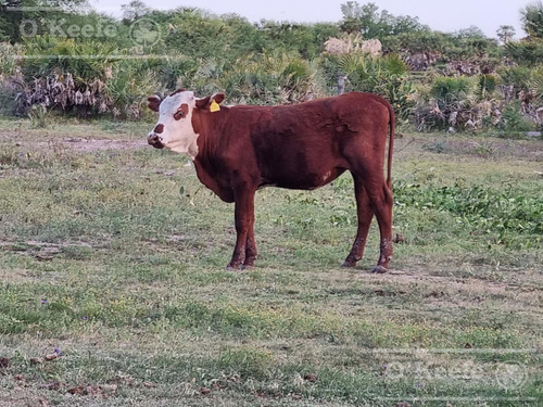 Campo En Venta 1217 Has En Villa Guillermina, Santa Fe.