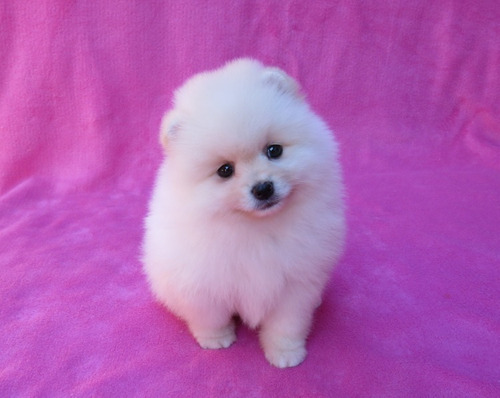 Filhote Spitz Alemão Anão Femea Lulu Da Pomerania Spitiz