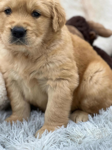 Cachorros Golden Retriever Con Microchip.