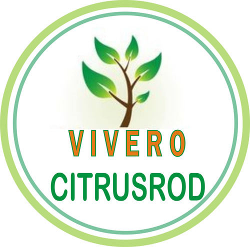 Araucaria Bidwilli Hermosa - E.gratis Caba Y Gba