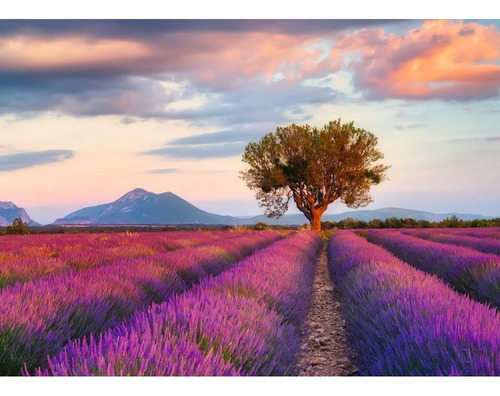 Arbol En Campos De Lavanda Rompecabezas 1000 Pz Ravensburger