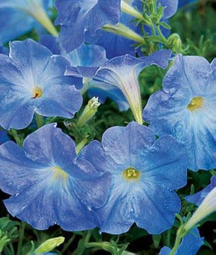 500 Semillas De Petunia Azul, Variedad A Elegir + Regalo