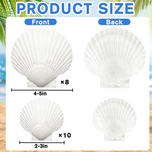 18 Conchas De Vieira Naturales, Conchas Marinas Blancas A Gr