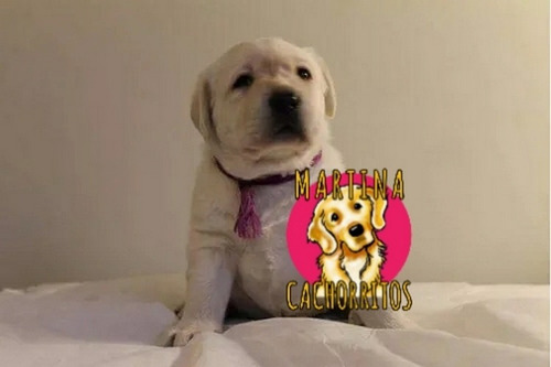 Cachorros Puros En Palermo, Tambien Envios A Todo El Pais