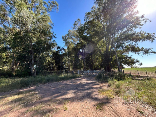 Campo En Venta - 58 Hectáreas- Saladillo