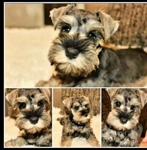 Schnauzer Miniatura Sal Y Pimienta Macho