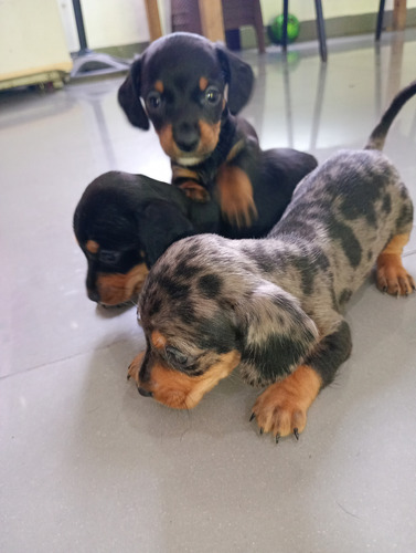 Seña Cachorro Salchicha Negro
