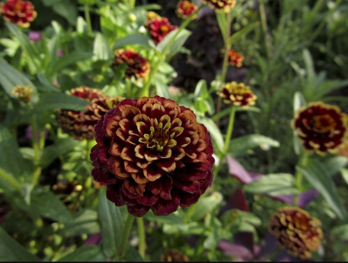50 Semillas De Zinnia Cokie