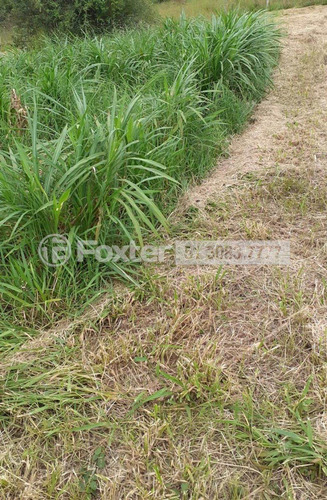Imagem 6 de 15 de Fazenda / Sítio / Chácara, 2 Dormitórios, 504 M², Sítio São José - 218392