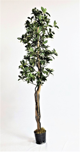 Arbol Planta Artificial - Pittosporum - Regalosdeco