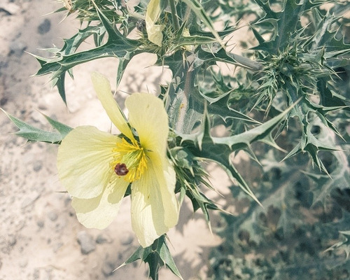 Argemone Mexicana | Chicalote, Cardo Santo