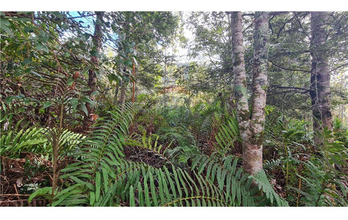 Parcela Con Bosque Nativo En Puerto Varas