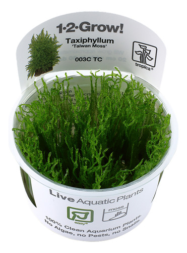 Taxiphyllum Alternans Taiwan Moss 003c Tc Musgo Imp. Tropica