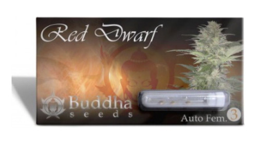 Buddha Seeds - Red Dwarf Auto (3 Unidades) / Growlandchile