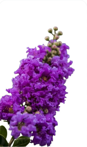Lagerstroemia Indica Crespon 1.5m Flores Primavera 50 Lts.