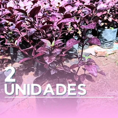 Plantas Croto Vinotinto
