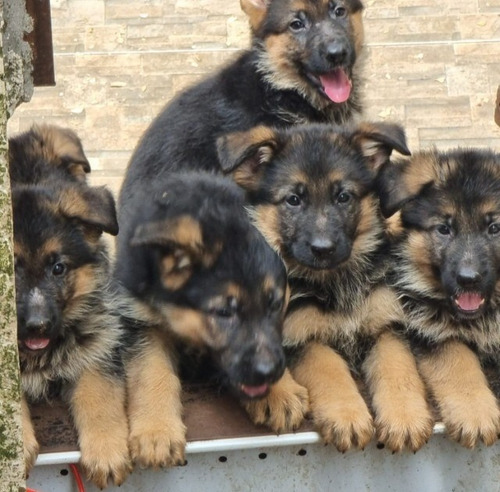 Cachorros Pastor Aleman A320
