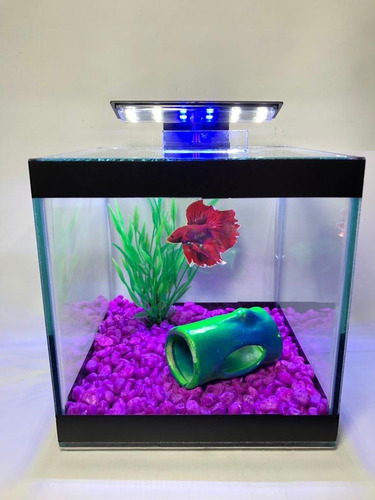 Aquário Beteira Aquabetta 3.8lts - Lum. Led/plantas/ração