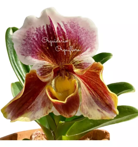 Orquídea Sapatinho Paphiopedilum Big Brown Planta Adulta