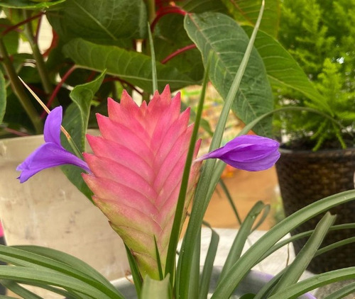 Bromélia Tillandsia Cyanea - Flor Rosa 25cm - Rara | Parcelamento sem juros