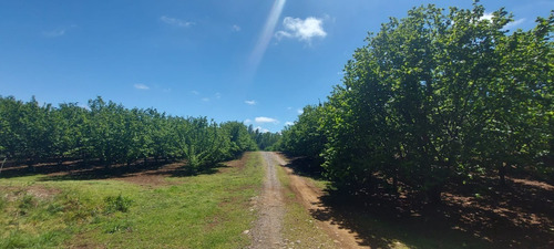 Imagen 11 de 17 de Fundo Avellanos - Loteo Cerrado, 15 M Villarrica