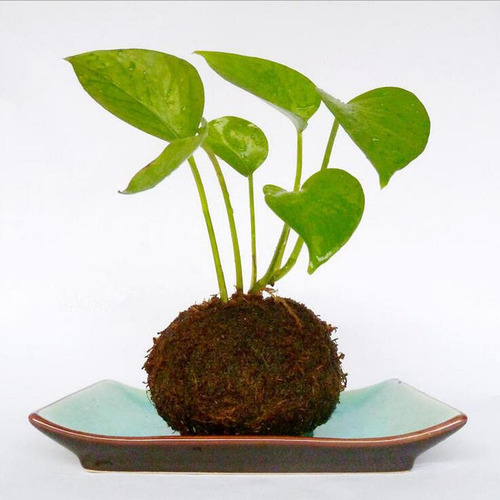 Liuyiyi Maceta De 3 Bolas Er Para Bonsái, 18 Cm