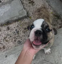 Comprar Bulldog Ingles