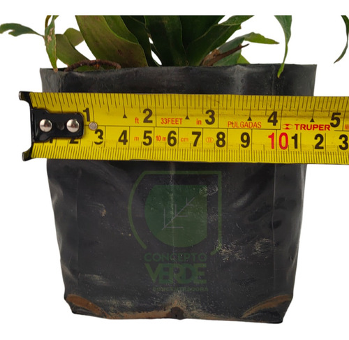 Dracaena Compacta #1