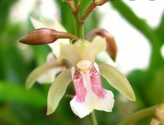 Orquidea Oeceoclades Maculata | MercadoLivre 📦